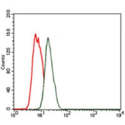 Homeobox Protein Nkx-2.2 (NKX2.2) Antibody