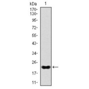 Western blot analysis using NKX2.2 antibody against human NKX2.2 recombinant protein. (Expected MW is 22 kDa).