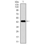 Western blot analysis using PDE1B antibody against human PDE1B recombinant protein. (Expected MW is 44.4 kDa).