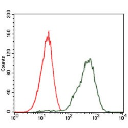 Pancreas/duodenum Homeobox Protein 1 (PDX1) Antibody