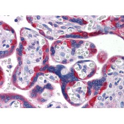 Retrotransposon-Derived Protein PEG10 (PEG10) Antibody