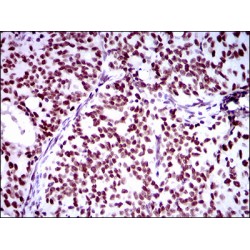 E3 Ubiquitin-Protein Ligase RING1 (RING1) Antibody