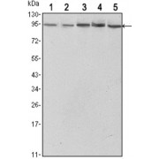 Western blot analysis using STAT3 antibody against Hela (1),NIH/3T3 (2), Jurkat (3), PC-12 (4) and COS7 (5) cell lysate.