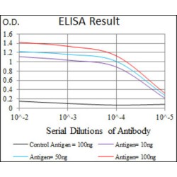 T-Box Transcription Factor T (TBXT) Antibody