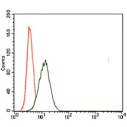 T-Box Transcription Factor T (TBXT) Antibody