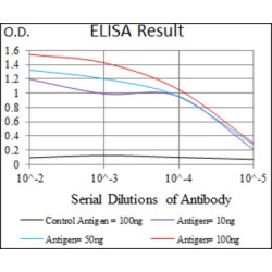 Tubulin Beta 2A (TUBB2A) Antibody