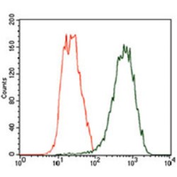 Tubulin Beta 2A (TUBB2A) Antibody