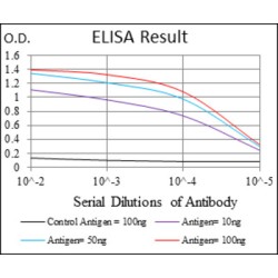 Polyubiquitin-B (UBB) Antibody