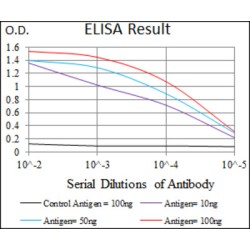 WD Repeat-Containing Protein 66 (WDR66) Antibody