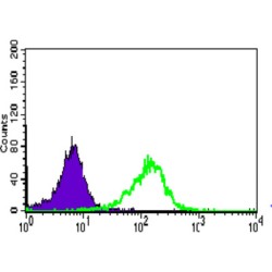 WD Repeat-Containing Protein 66 (WDR66) Antibody