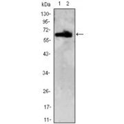 Western blot analysis using ZBTB7B antibody against HEK293 (1,2) cell lysate.
