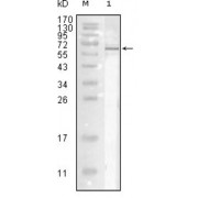 Western blot analysis using Influenza A virus Nucleoproteinantibody against full-length recombinant Influenza A virus Nucleoprotein.