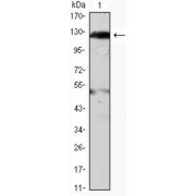Western blot analysis using JAK2 antibody against THP-1 (1) cell lysate.