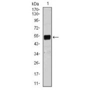 Western blot analysis using Lplunc1 antibody against mouse Lplunc1 recombinant protein. (Expected MW is 27.8 kDa).