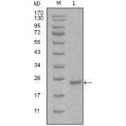 Western blot analysis using Oct4 antibody against recombinant Oct4 protein with Trx tag (1).