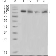 Western blot analysis using PYK2 antibody against Raji (1), PMA induced THP-1 (2), Jurkat (3) and Ramos (4) cell lysate.