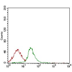 HLA Class II Histocompatibility Antigen Gamma Chain (CD74) Antibody