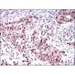 One Cut Domain Family Member 3 (ONECUT3) Antibody