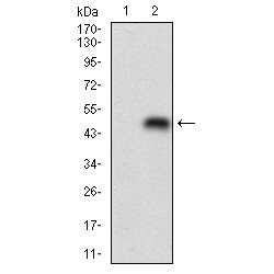 Perilipin-2 (PLIN2) Antibody