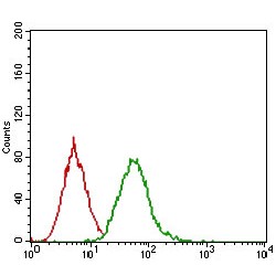 Epidermal Growth Factor Receptor (EGFR) Antibody