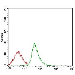 Synaptonemal Complex Protein 3 (SYCP3) Antibody