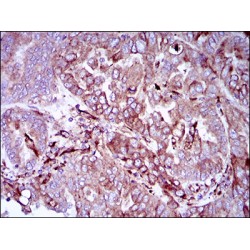 Synaptonemal Complex Protein 3 (SYCP3) Antibody