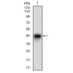 Synaptonemal Complex Protein 3 (SYCP3) Antibody