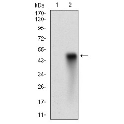 Synaptonemal Complex Protein 3 (SYCP3) Antibody