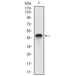 E3 Ubiquitin-Protein Ligase RING1 (Ring1) Antibody