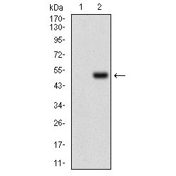 E3 Ubiquitin-Protein Ligase RING1 (Ring1) Antibody