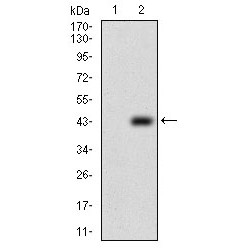 Protein Tyrosine Phosphatase Type IVA 2 (PTP4A2) Antibody