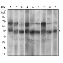 Mitogen-Activated Protein Kinase 14 (MAPK14) Antibody