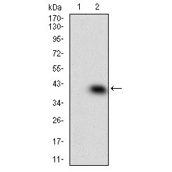 Mitogen-Activated Protein Kinase 14 (MAPK14) Antibody