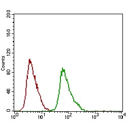 Dynamin 1 Like Protein (DNM1L) Antibody