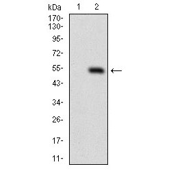 Dynamin 1 Like Protein (DNM1L) Antibody