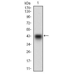 Serum Paraoxonase / Arylesterase 1 (PON1) Antibody