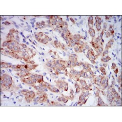 Neprilysin / NEP (MME) Antibody