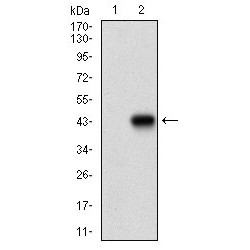 Myocyte-Specific Enhancer Factor 2A (MEF2A) Antibody