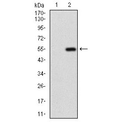 Gamma-Aminobutyric Acid Type B Receptor Subunit 2 (GABBR2) Antibody