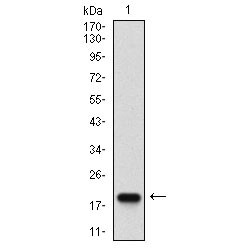 BPI Fold-Containing Family A Member 2 (BPIFA2) Antibody
