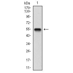 Brain-Derived Neurotrophic Factor (BDNF) Antibody