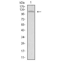 Tyrosine-Protein Kinase Receptor Tie-1 (TIE1) Antibody