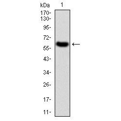 Tyrosine-Protein Kinase Receptor Tie-1 (TIE1) Antibody