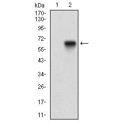 Tyrosine-Protein Kinase Receptor Tie-1 (TIE1) Antibody