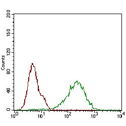 Cyclin-Dependent Kinase Inhibitor 2A (CDKN2A) Antibody