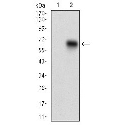 Macrosialin (CD68) Antibody