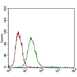 Desmoglein 3 (DSG3) Antibody