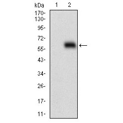 Homeobox Protein Hox-B4 (HOXB4) Antibody