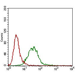 Beta-Catenin-Like Protein 1 (CTNNBL1) Antibody