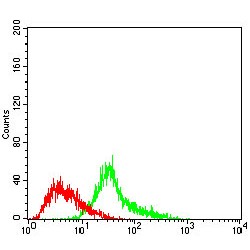 Menin (MEN1) Antibody